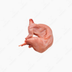 Rabbit Meat fresh healthy and organic meat full carcas - Image 2